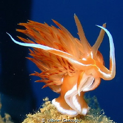 Dancing seaslug by Yildirim Gencoglu 